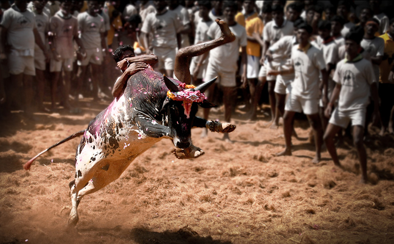 Jallikattu bull-taming sport in Alanganallur, Madurai