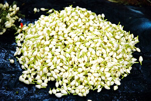 A bunch of Madurai malli jasmine